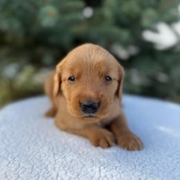 Purple Collar Girl - Golden female Golden Retriever puppy in Salt Lake City, Utah from Deseret Peak Goldens