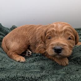 Blue - Red  male Goldendoodle puppy in Midland, North Carolina from Alger Farm, LLC