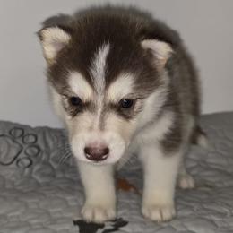 Kairi - Red and white female Siberian Husky puppy in Kansas City, Missouri from Anuun's Huskies