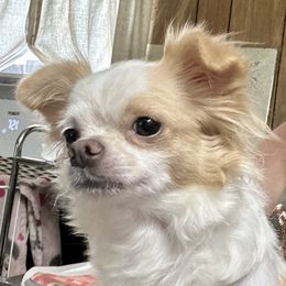 Gliss - Chihuahua