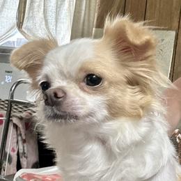 Gliss - Chihuahua