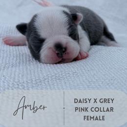 Amber - Blue female Boston Terrier puppy in West Jefferson, Ohio from Kline Kennels