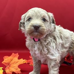 Girl 1 - Aussiedoodle puppy from Salt River Kennels
