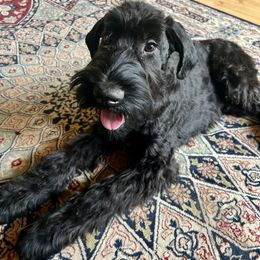 Boy 2 - Black male Giant Schnauzer puppy in Sedalia, Missouri from Valour's Giants