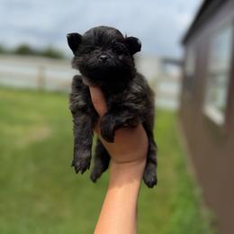 Princess - Brindle female Pomeranian puppy in Nashville, Arkansas from Cuddles n Curls