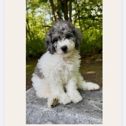 Fourth female - Merle female Goldendoodle puppy in Sterling, Connecticut from Justine’s Retrievers and Doodles, LLC