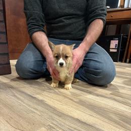 Plunket - Red female Pembroke Welsh Corgi puppy in Delton, Michigan from CorGizmo