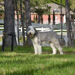 Mrs. Beaver - Sheepadoodle