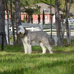 Mrs. Beaver - Sheepadoodle