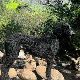 Maya - Poodle