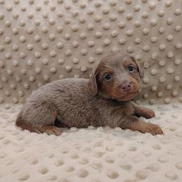 Puppy 1 - Fawn (isabella) and tan male Dachshund puppy in Krum, Texas from Dots N Spots Dachshunds