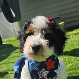 Scarlette - Tri-color female Bernedoodle puppy in Decatur, Georgia from So Adoodable