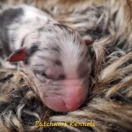 AUGUST - Blue merle male Australian Shepherd puppy in Salem, Arkansas from Patchwork Kennels