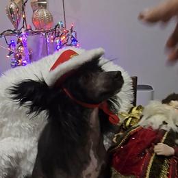 Arnold Long Star Angel - Black and white male Chinese Crested puppy in Amarillo, Texas from Victoria's Chinese Cresteds Long Star Angels