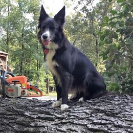 Border Collie All Grown Up from Ouachita Border Collies