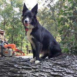 Border Collie All Grown Up from Ouachita Border Collies