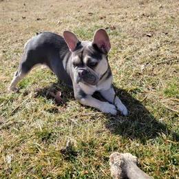 French Bulldogs from Blue Bully Farm LLC.