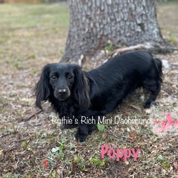 Poppy - Dachshund