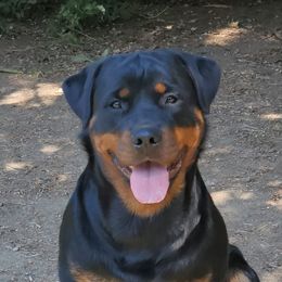 Haida - Rottweiler
