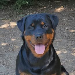 Haida - Rottweiler