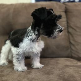 Miniature Schnauzer Puppies from Cali Sun-kissed Schnauzers