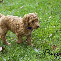 Purple Collar - Red  female Poodle puppy in Cleveland, Texas from Mayday Quality Poodles