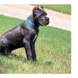 Cane Corso Puppies from Nephilim Cane Corso