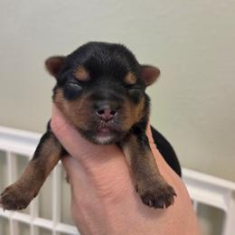 Bryan - Blue and gold male Yorkshire Terrier puppy in Battle Ground, Washington from Joyful Yorkies
