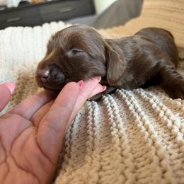 Sheldon - Chocolate male Dachshund puppy in Piedmont, Oklahoma from Jess’s Dachshunds