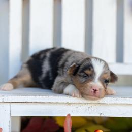 Doc - Blue merle male Miniature American Shepherd puppy in Granbury, Texas from Best Little Aussies