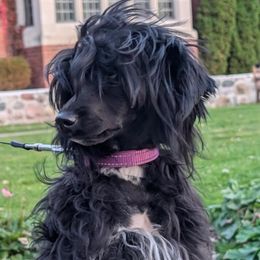 Honda Star - Chinese Crested puppy from Family  Kennel Dao Dog
