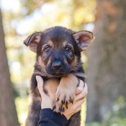 Violet Girl - Sable female German Shepherd puppy in Rensselaer Falls, New York from Von Dem Flussufer