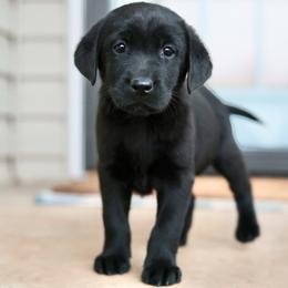 June - Black female Labrador Retriever puppy in Williamston, Sc, South Carolina from Dutton Dog Co & Dalla Grazia Doberman