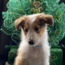Girl 5 (Lt. Blue) - Sable and white Collie puppy in Citra, Florida from Faith Rough Collie’s