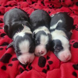 Macy - Black and white female Tibetan Terrier puppy in Jerseyville, Illinois from Dzine Tibetan Terriers