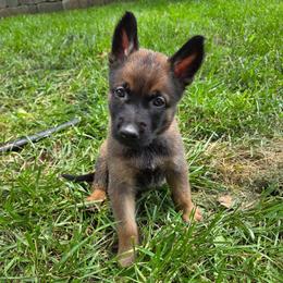 Snow - Fawn female Belgian Malinois puppy in Signal Mountain, Tennessee from Torgun Police Dogs