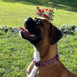 Mila - Boxer