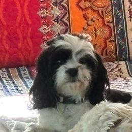 Maggie - Black and white female Cavapoo puppy in Silverton, Oregon from Sweetheart Cavapoos