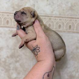 Lo'ak - Fawn male Chinese Shar-Pei puppy in Lehigh Acres, Florida from Florida Wrinkles