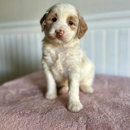 Almond Joy - Parti female Goldendoodle puppy in Taylorsville, North Carolina from Heartfelt Doodles