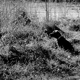 German Shepherd Puppies from Von Thomson Haus