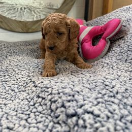 Piper - Red  female Goldendoodle puppy in Deer Park, Washington from Doodle Paw Ranch