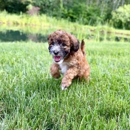 Bernedoodle and Whoodle Puppies from Genesis Family Farm