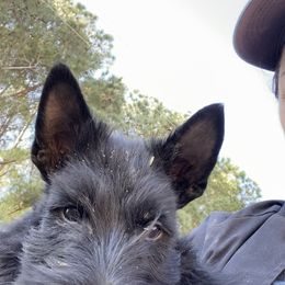 Scottish Terrier Puppies from Gina Smith