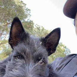 Scottish Terrier Puppies from Gina Smith