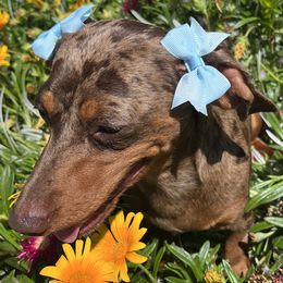 Dachshunds from Raws Doxies