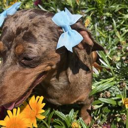 Dachshunds from Raws Doxies