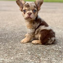 Reese's - Tricolors male French Bulldog puppy in Midland, Texas from Frenchies