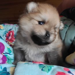 Pomeranian Puppies from Gypsy Poms