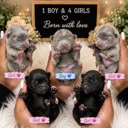 Chow Chow puppies from Pits and Poms LLC